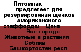 Питомник KURAT GRAD предлагает для резервирования щенков американского стаффордш › Цена ­ 25 000 - Все города Животные и растения » Собаки   . Башкортостан респ.,Баймакский р-н